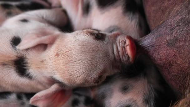 Lechones Recién Nacidos Alimentados Con Leche Materna Recinto Madera Cachorro — Vídeos de Stock