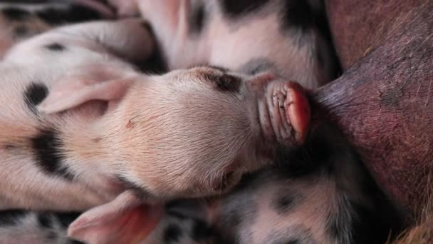 Narozených selat jsou kojené prasata v dřevěné skříni nebo opékání prasete štěně.