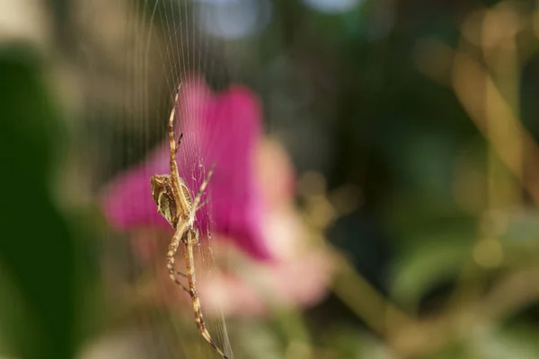 Zahrada Spider Pavouk Makro Fotografii Zahradní Pavouk Pavučině Nad Přirozené — Stock fotografie