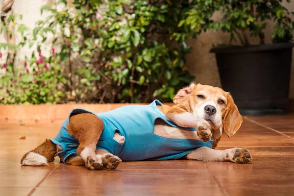 Dog Surgery Cloth Garden — Stock Photo, Image