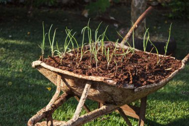Kendi kendine yapılan bıçaklamak sebze zehir yok olun. Ben sebze yetiştiriyor ve yemek. Ev sebze Bahçe kavramı resim yaptı.