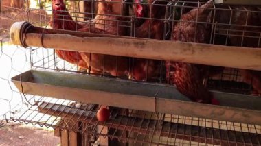 Brezilya'da kafes grubundaki tavuklar