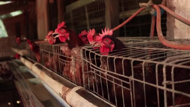Kycklingar Bur Gården Brasilien — Stockvideo