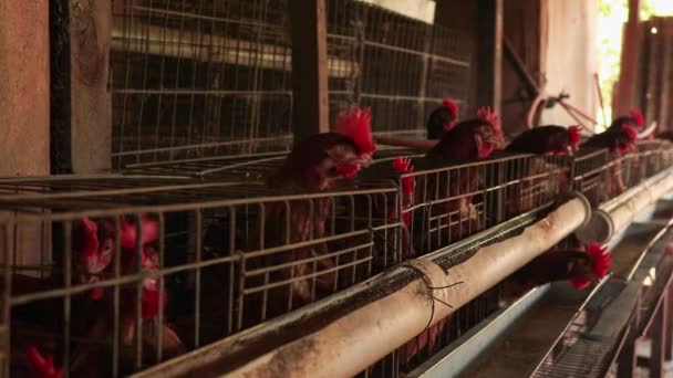 Kippen Kooi Farm Brazilië — Stockvideo