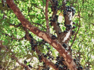 Jaboticaba brazilian tree full of fruits on ripe. Jaboticaba is the native Brazilian grape tree.  clipart