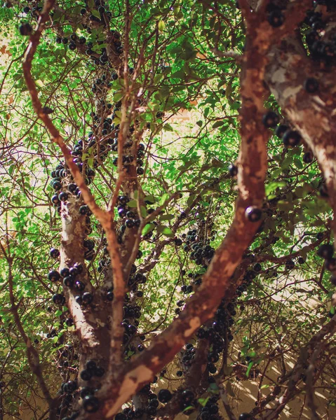 Jaboticaba Бразильський Дерево Повно Фруктів Дозріла Jaboticaba Рідна Бразильський Винограду — стокове фото