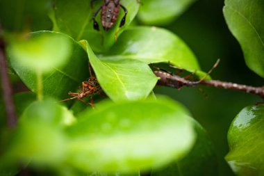 Tahtakurusu acerola ağacının yaprakları üzerinde. Tipik meyve ağacı 