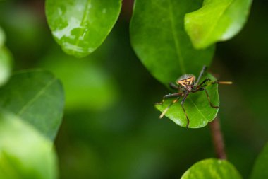 Tahtakurusu acerola ağacının yaprakları üzerinde. Tipik meyve ağacı 