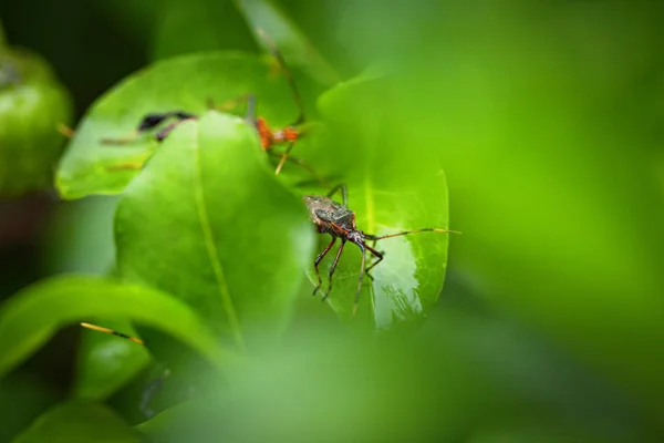 Bedbug Leaves Acerola Tree Typical Fruit Tree Brazil — Stock Photo, Image