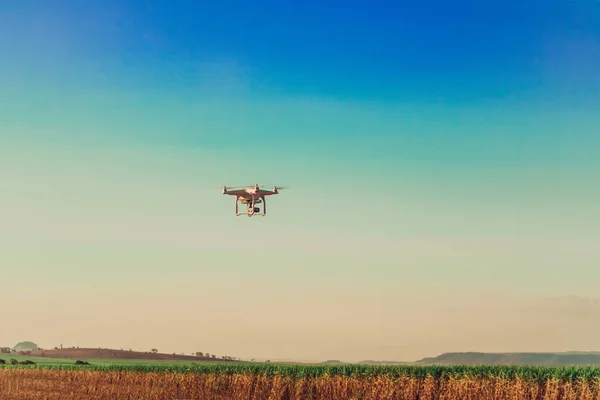 Agriculture drone flying on the green sugar cane field at sunris