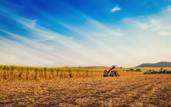 Caña Azúcar Hasvest Plantación Brasil — Foto de Stock