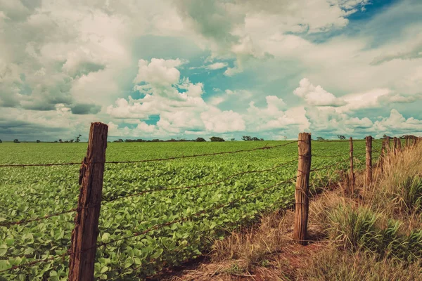 Fence of the soy farm