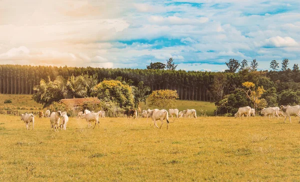 Skot Porodu Farmě Brazílie — Stock fotografie