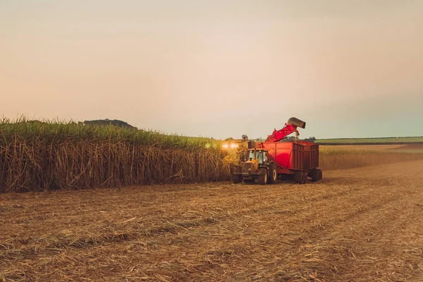 Suikerriet Hasvest Plantage Brazilië — Stockfoto