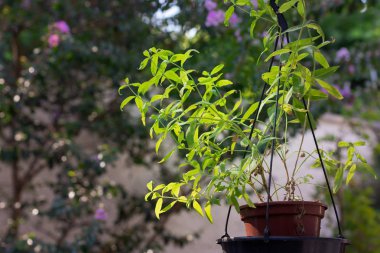Vazo yenilebilir limon veya modern evin arka bahçesinde arı merhem. Sağlıklı yaşam tarzı.