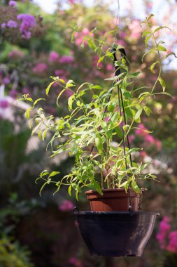 Vazo yenilebilir limon veya modern evin arka bahçesinde arı merhem. Sağlıklı yaşam tarzı.