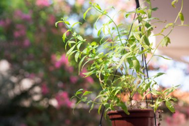 Vazo yenilebilir limon veya modern evin arka bahçesinde arı merhem. Sağlıklı yaşam tarzı.
