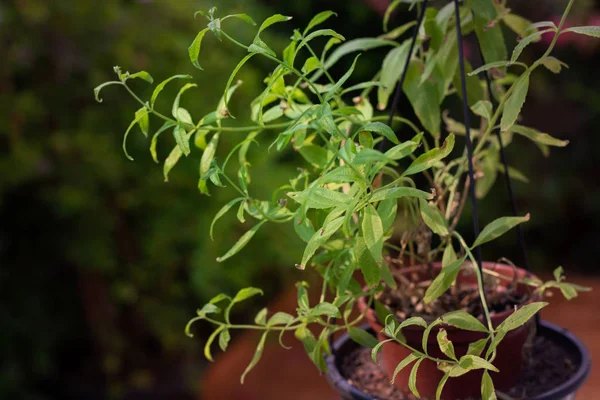 Vase of edible lemon or bee balm in the backyard of the modern house. Healthy lifestyle.