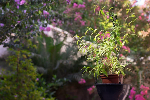 Vase of edible lemon or bee balm in the backyard of the modern house. Healthy lifestyle.