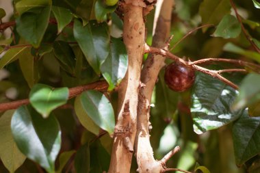 Jaboticaba Brezilyalı ağaç olgunlaşmış meyve dolu. Jaboticaba, 