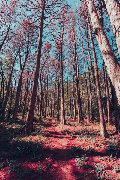 Splendida vista dei pini rossi a Campos do Jordao, San Paolo — Foto Stock