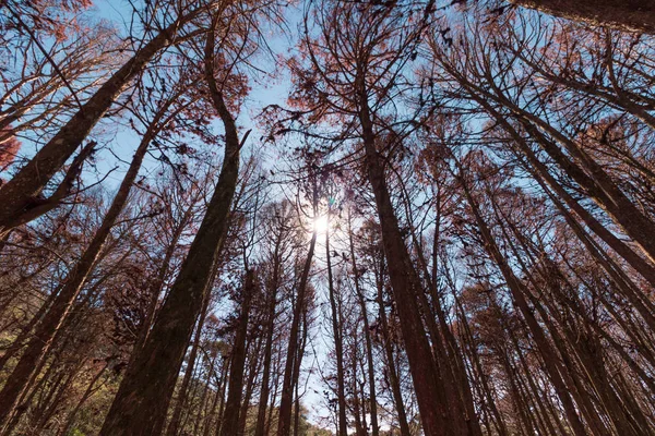 Splendida vista dei pini rossi a Campos do Jordao, San Paolo — Foto Stock