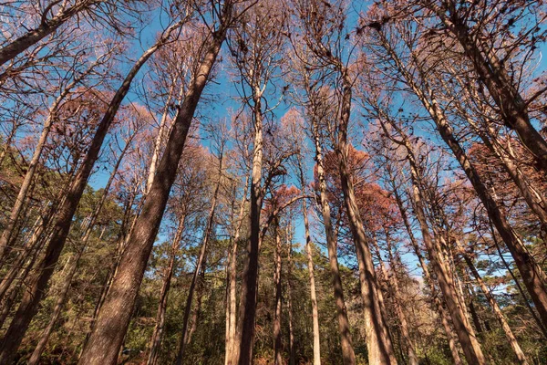 Splendida vista dei pini rossi a Campos do Jordao, San Paolo — Foto Stock