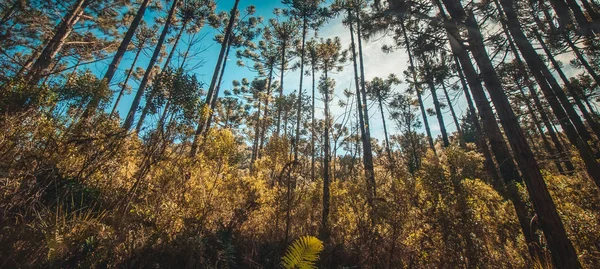 Vista deslumbrante das árvores Araucaria angustifolia em Campos do Jor — Fotografia de Stock