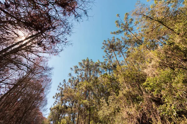 Schöne Aussicht auf araucaria angustifolia Bäume in campos do jor — Stockfoto