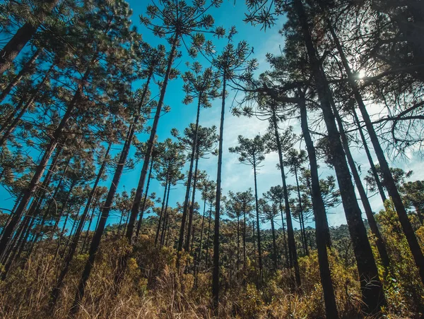 Schöne Aussicht auf araucaria angustifolia Bäume in campos do jor — Stockfoto