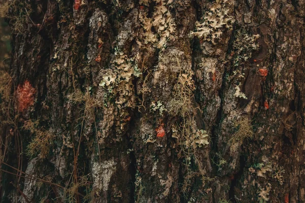 Textura de madera con musgo sobre pino en Sudamérica — Foto de Stock