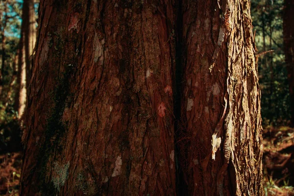 Struttura in legno con muschio su pino in Sud America — Foto Stock