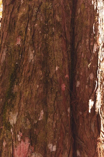 Wood texture with moss on pine tree in south america — Stock Photo, Image