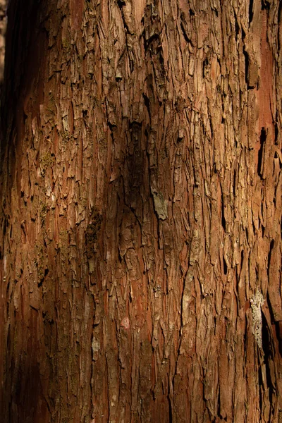 Puu rakenne sammalta männyn Etelä-Amerikassa — kuvapankkivalokuva