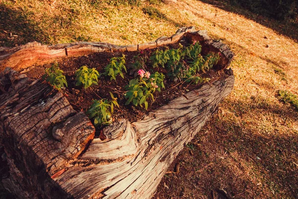 Flores y brotes nacen en el tronco del árbol viejo —  Fotos de Stock