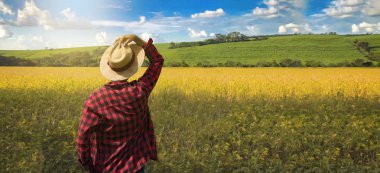 Farmer working on soy field at sunset outdoor
