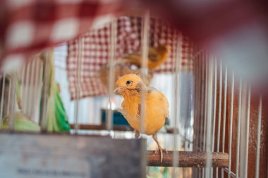 Kafeste Cockatiel yavrusu.