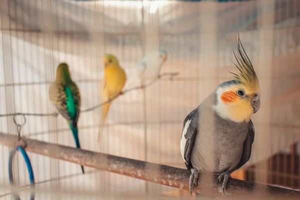 Cockatiel Cucciolo Gabbia — Foto Stock