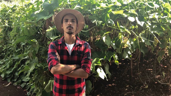 Farmer Auf Chajote Plantage Hintergrund — Stockfoto