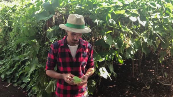 Agricultor Fondo Plantación Chayote — Vídeo de stock