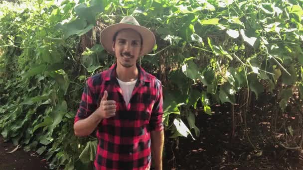 Agricultor Fondo Plantación Chayote — Vídeos de Stock