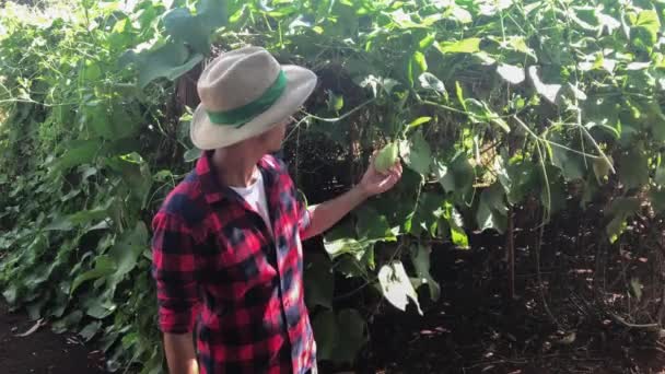 Agricultor Chayote Plantação Fundo — Vídeo de Stock