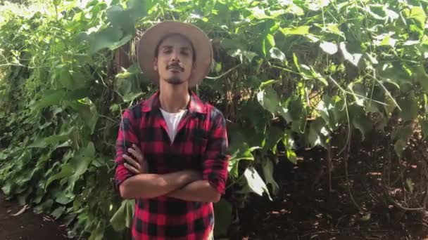 Agricultor Fondo Plantación Chayote — Vídeos de Stock