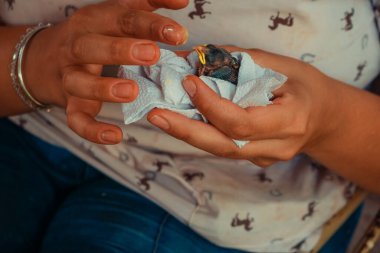 Yavru kuşu mama ile besliyorum..