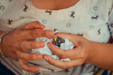 Yavru kuşu mama ile besliyorum..