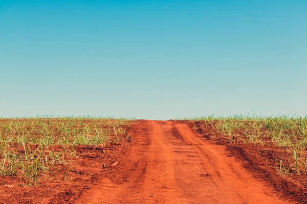 Sendero Rural Árbol Granja — Foto de Stock