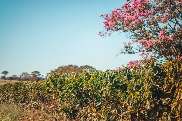 Primavera Finca Plantación Flores Café —  Fotos de Stock