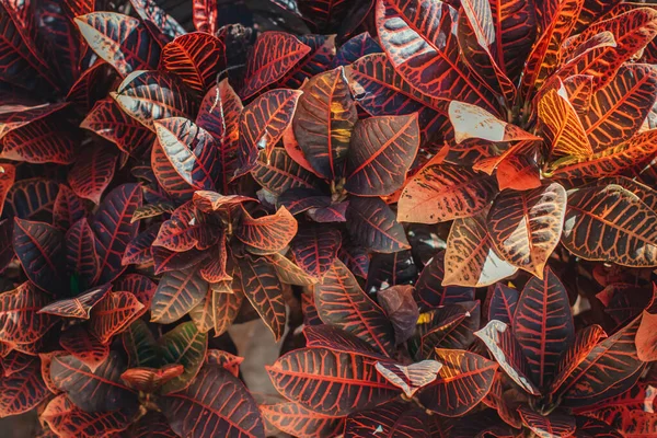 Biologische Textuur Bladplanten Van Brazilië — Stockfoto