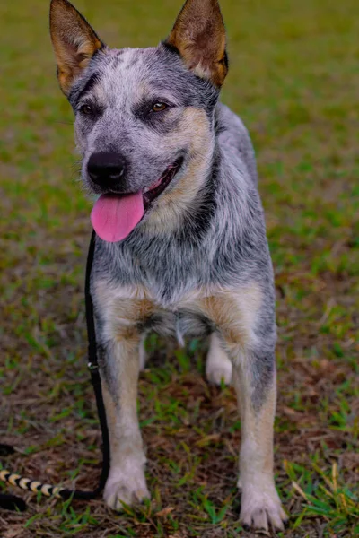 Rustic Heeler Köpek Barınağı Parkta Eğitmen Köpek — Stok fotoğraf