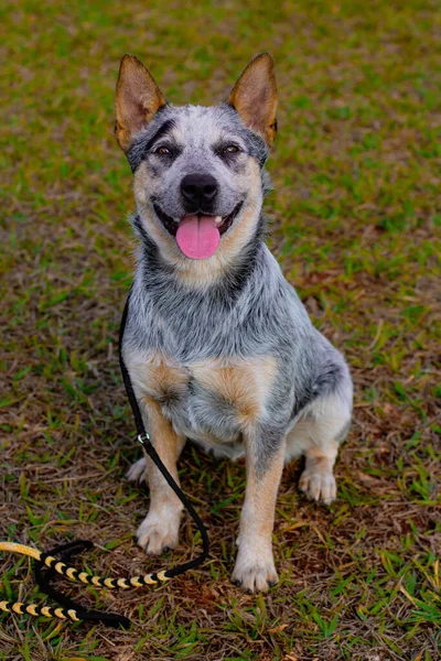 Rustic Heeler Köpek Barınağı Parkta Eğitmen Köpek — Stok fotoğraf